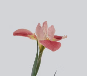 riscv‑opcodes 列举 RISC-V 指令与 CSR 编码的项目